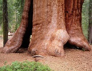 Escape From Giant Sequoia National Monument